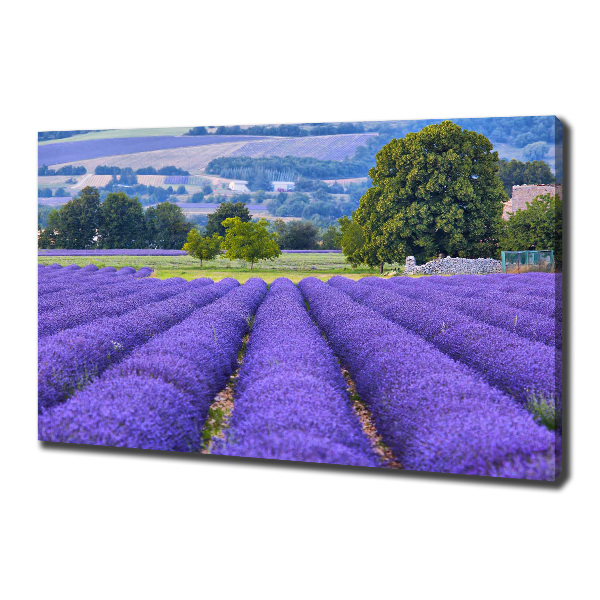 Quadro stampa su tela Campo di lavanda