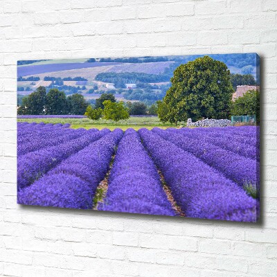 Quadro stampa su tela Campo di lavanda