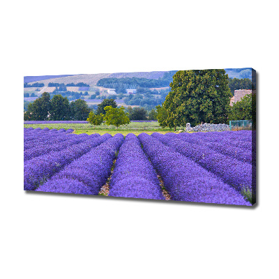 Quadro stampa su tela Campo di lavanda