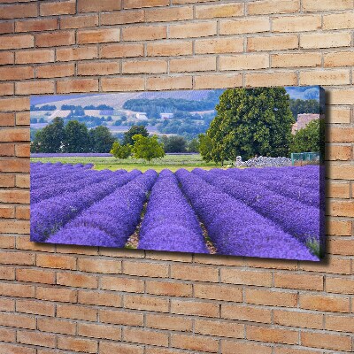 Quadro stampa su tela Campo di lavanda
