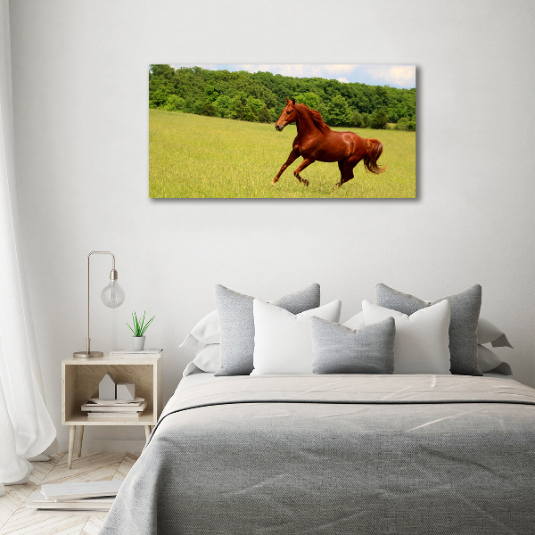 Foto quadro su tela Un cavallo nel prato