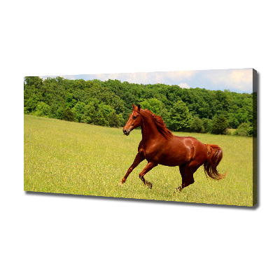 Foto quadro su tela Un cavallo nel prato