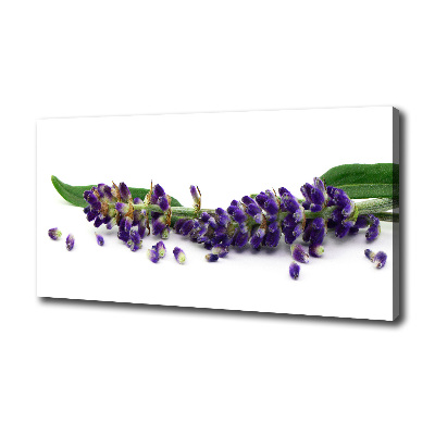 Foto quadro su tela Lavanda
