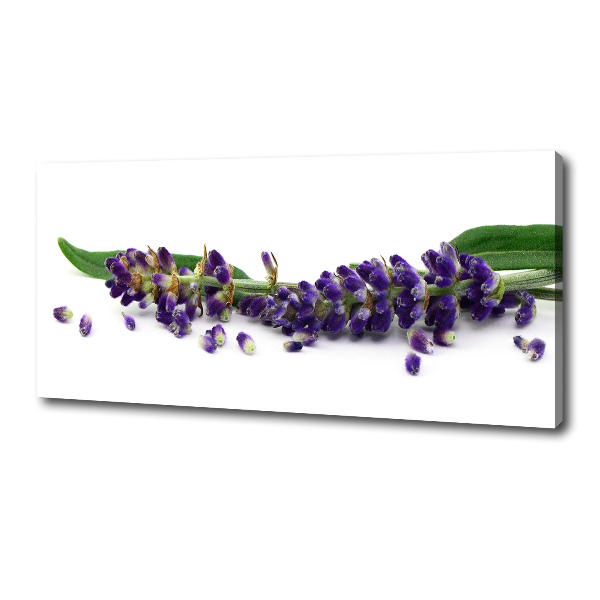 Foto quadro su tela Lavanda