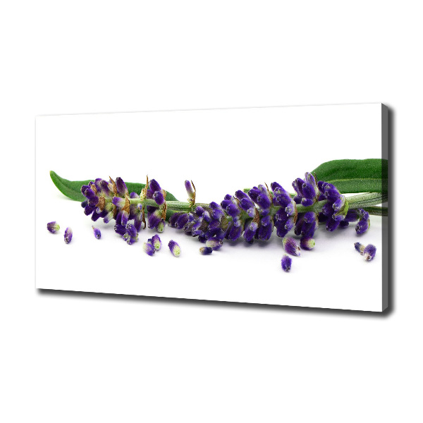 Foto quadro su tela Lavanda