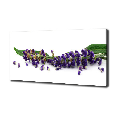 Foto quadro su tela Lavanda