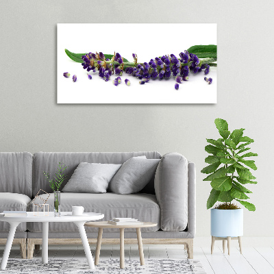 Foto quadro su tela Lavanda