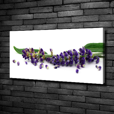 Foto quadro su tela Lavanda