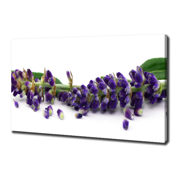Foto quadro su tela Lavanda