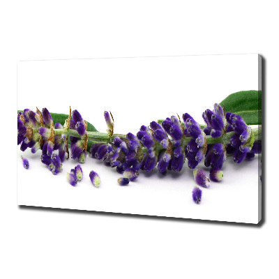 Foto quadro su tela Lavanda