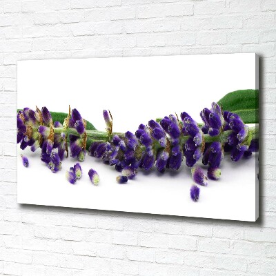 Foto quadro su tela Lavanda