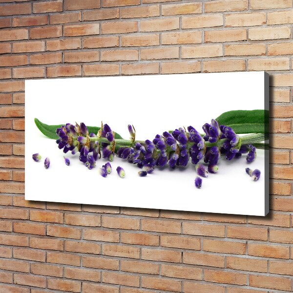 Foto quadro su tela Lavanda