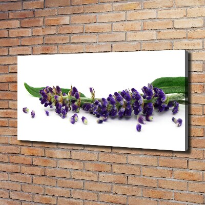 Foto quadro su tela Lavanda