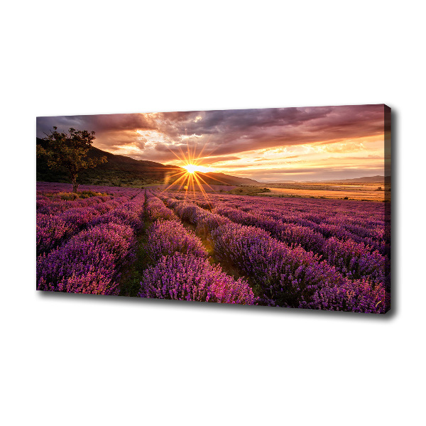 Foto quadro su tela Campo di lavanda