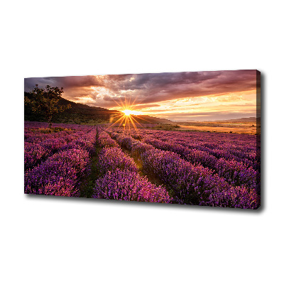 Foto quadro su tela Campo di lavanda