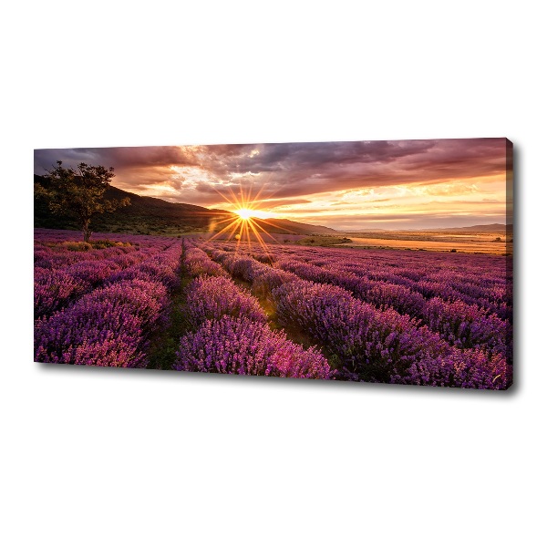 Foto quadro su tela Campo di lavanda