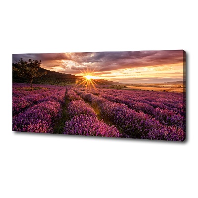 Foto quadro su tela Campo di lavanda