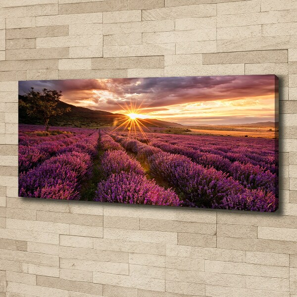 Foto quadro su tela Campo di lavanda