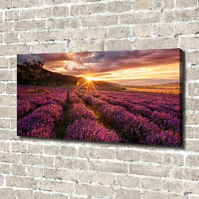Foto quadro su tela Campo di lavanda