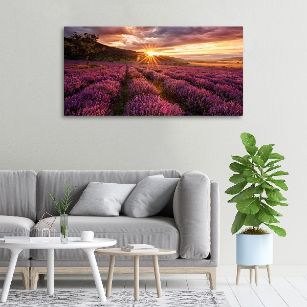 Foto quadro su tela Campo di lavanda