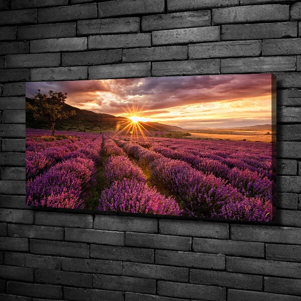 Foto quadro su tela Campo di lavanda