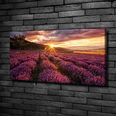 Foto quadro su tela Campo di lavanda