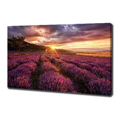 Foto quadro su tela Campo di lavanda
