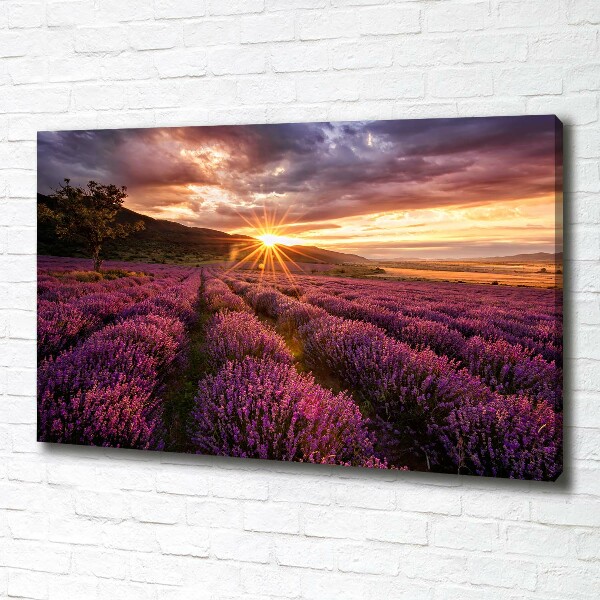 Foto quadro su tela Campo di lavanda