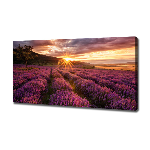 Foto quadro su tela Campo di lavanda
