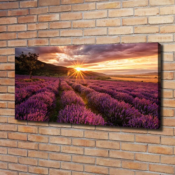 Foto quadro su tela Campo di lavanda