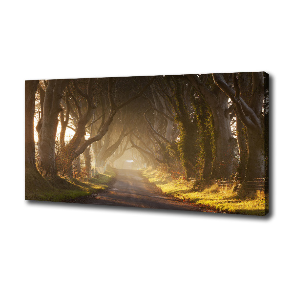 Foto quadro su tela Nebbia nella foresta