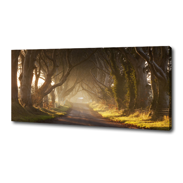 Foto quadro su tela Nebbia nella foresta