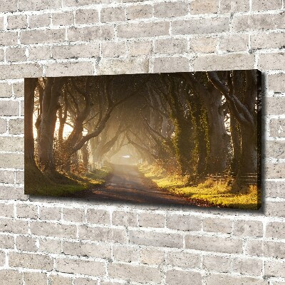 Foto quadro su tela Nebbia nella foresta