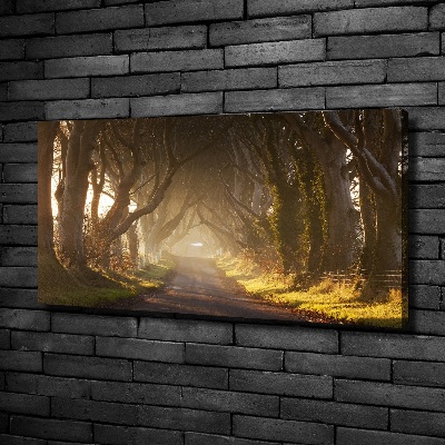 Foto quadro su tela Nebbia nella foresta