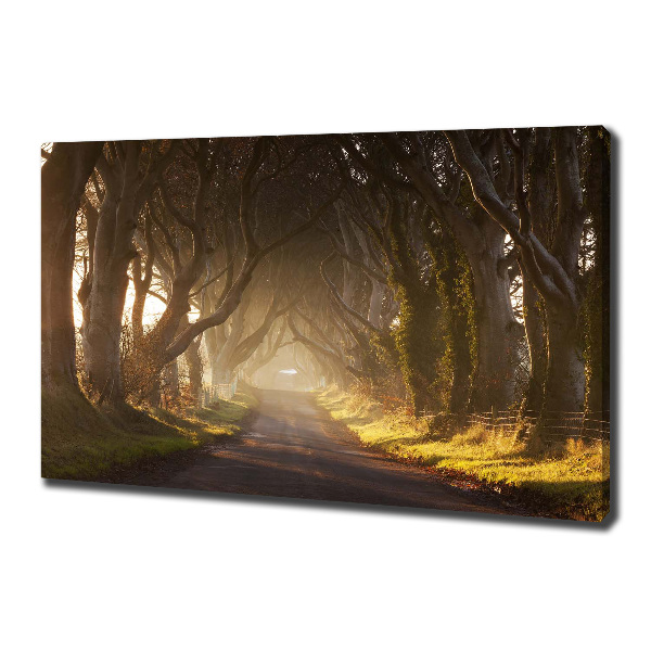 Foto quadro su tela Nebbia nella foresta