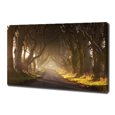 Foto quadro su tela Nebbia nella foresta