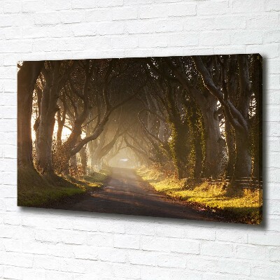 Foto quadro su tela Nebbia nella foresta