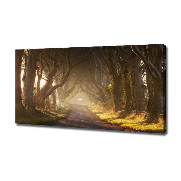 Foto quadro su tela Nebbia nella foresta