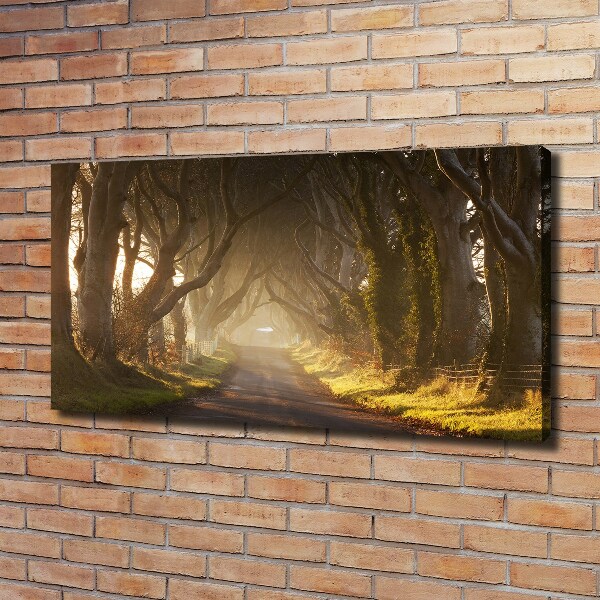 Foto quadro su tela Nebbia nella foresta