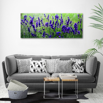 Quadro su tela Lavanda