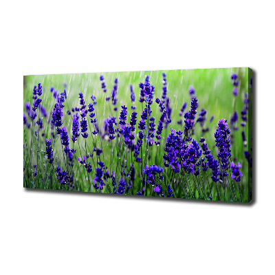 Quadro su tela Lavanda
