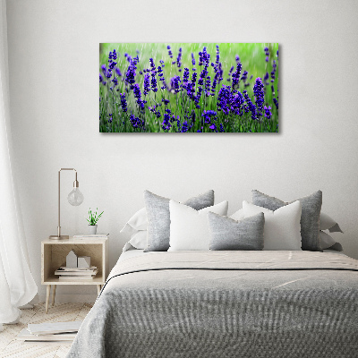 Quadro su tela Lavanda