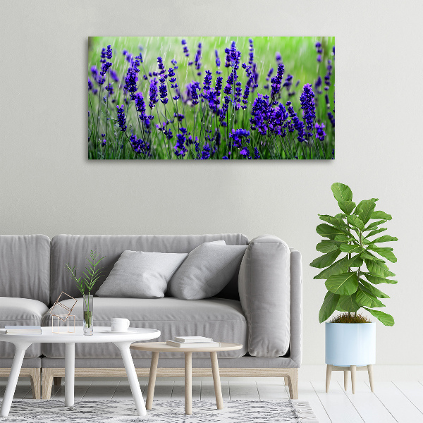 Quadro su tela Lavanda