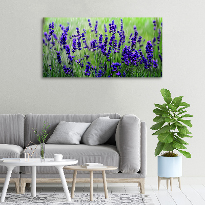 Quadro su tela Lavanda