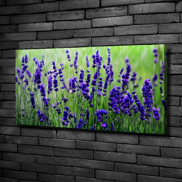 Quadro su tela Lavanda
