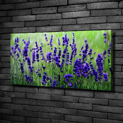 Quadro su tela Lavanda