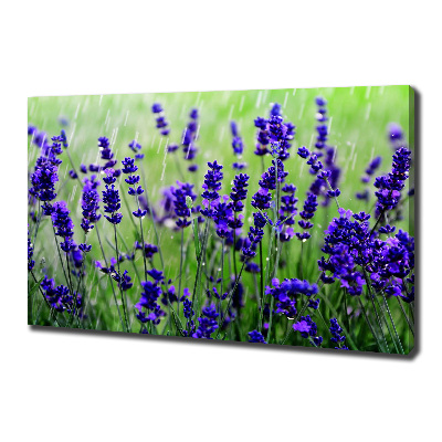 Quadro su tela Lavanda