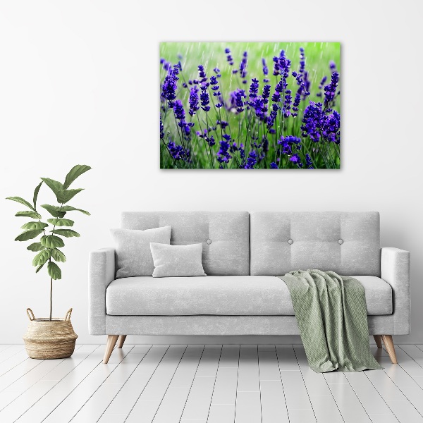 Quadro su tela Lavanda