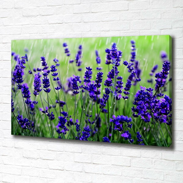 Quadro su tela Lavanda