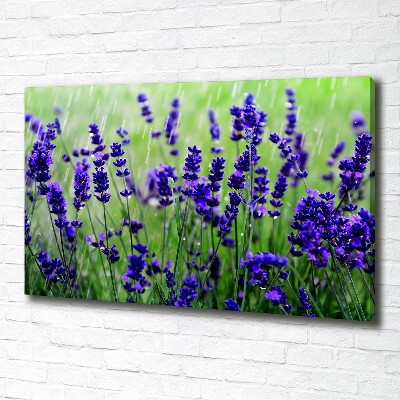 Quadro su tela Lavanda